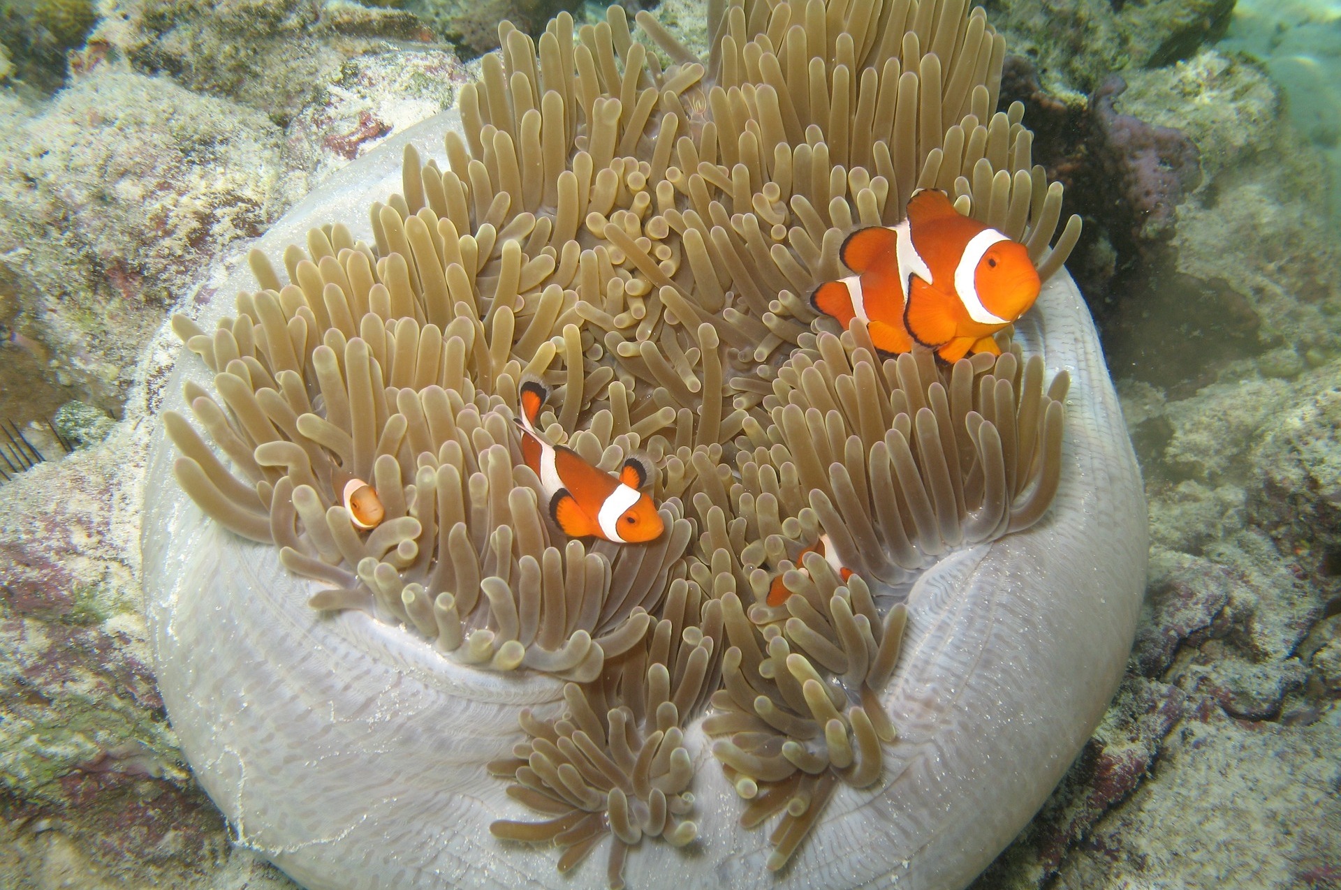 Malaysia