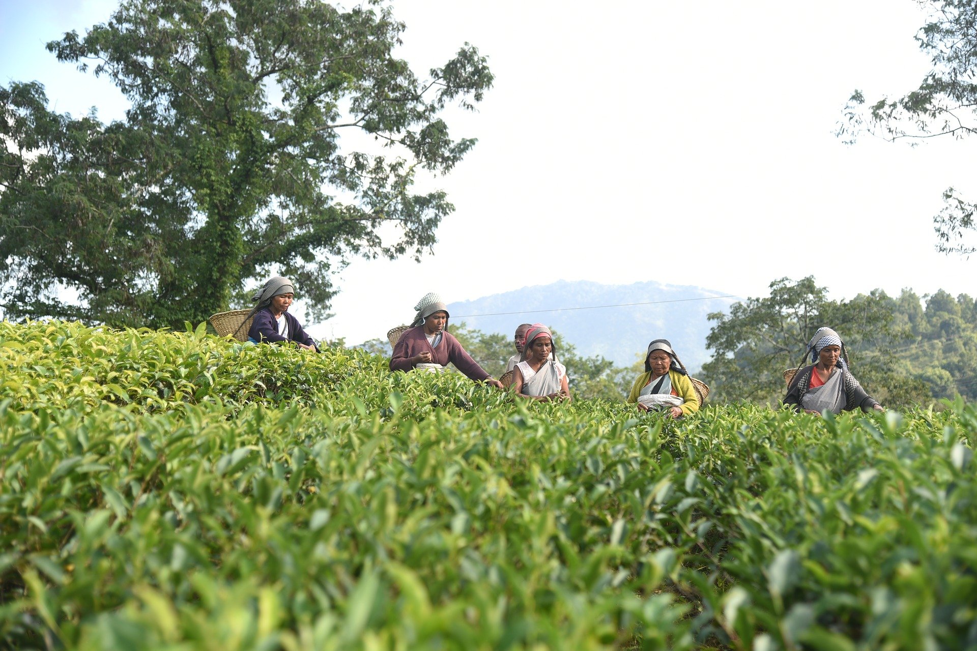 Meghalaya Tourism