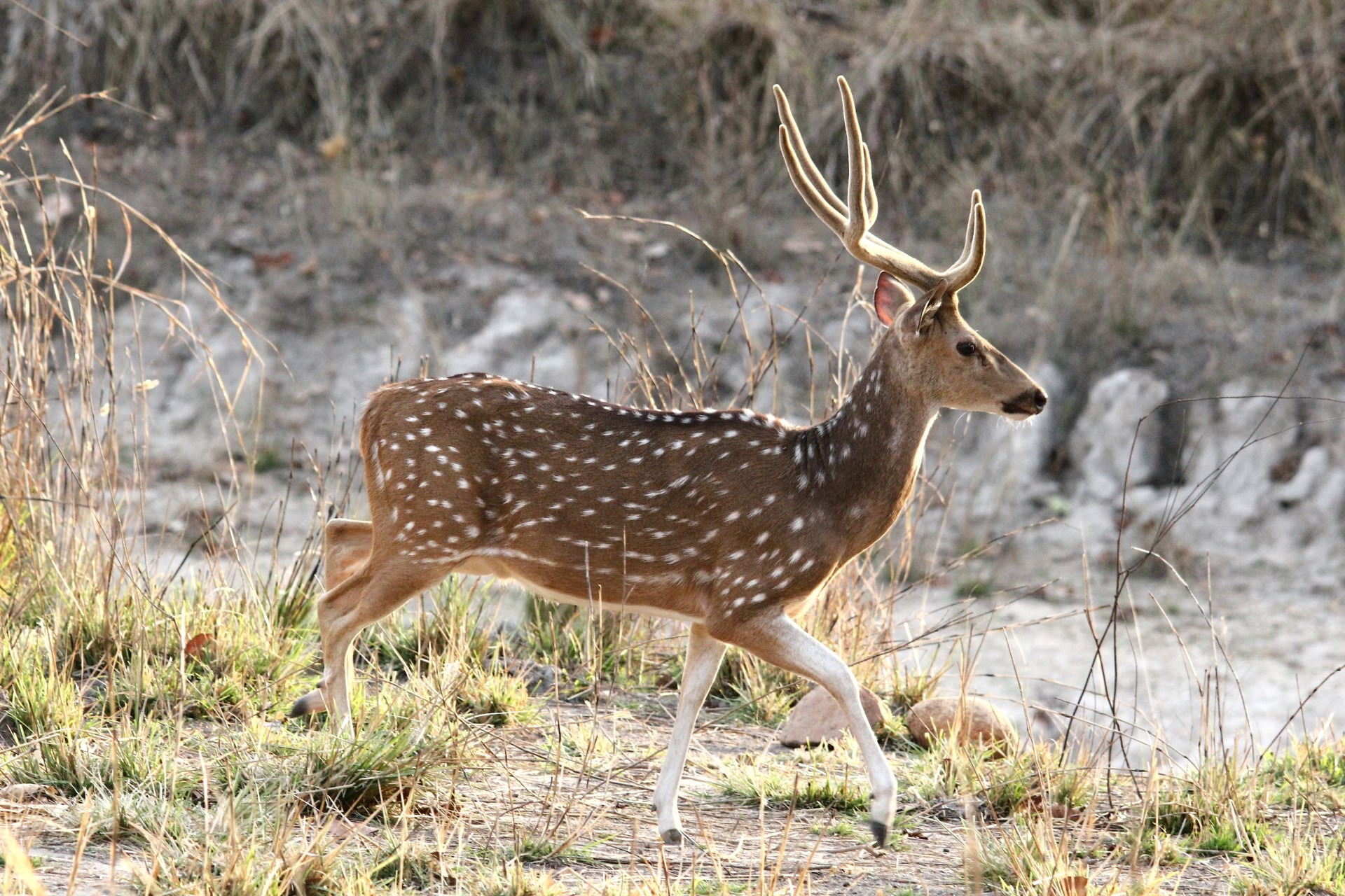 Madhya Pradesh – The heart of Incredible India