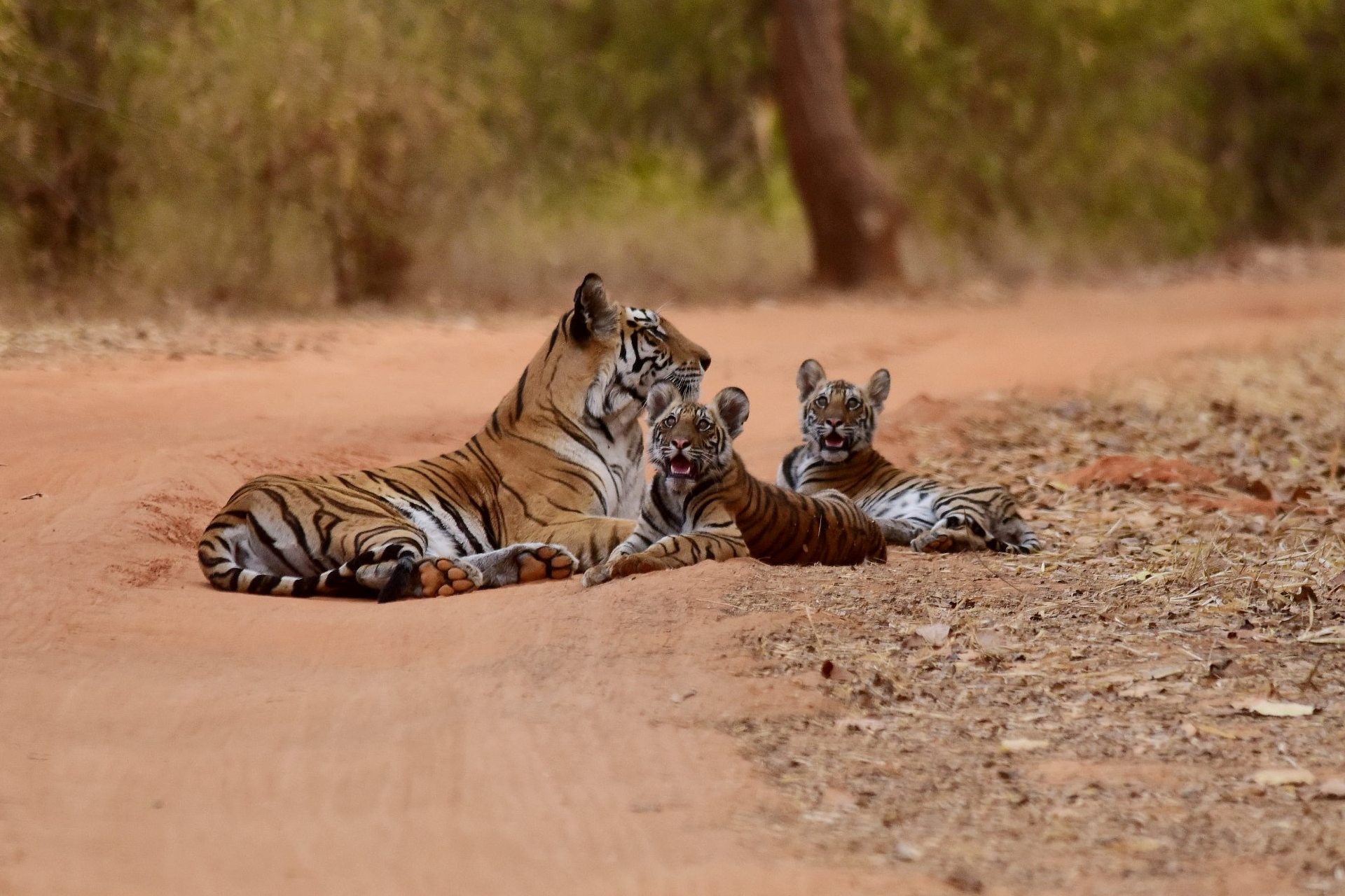 Madhya Pradesh – The heart of Incredible India