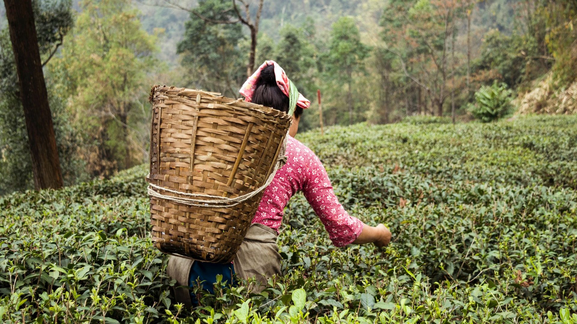 West Bengal - The Sweetest Part of India